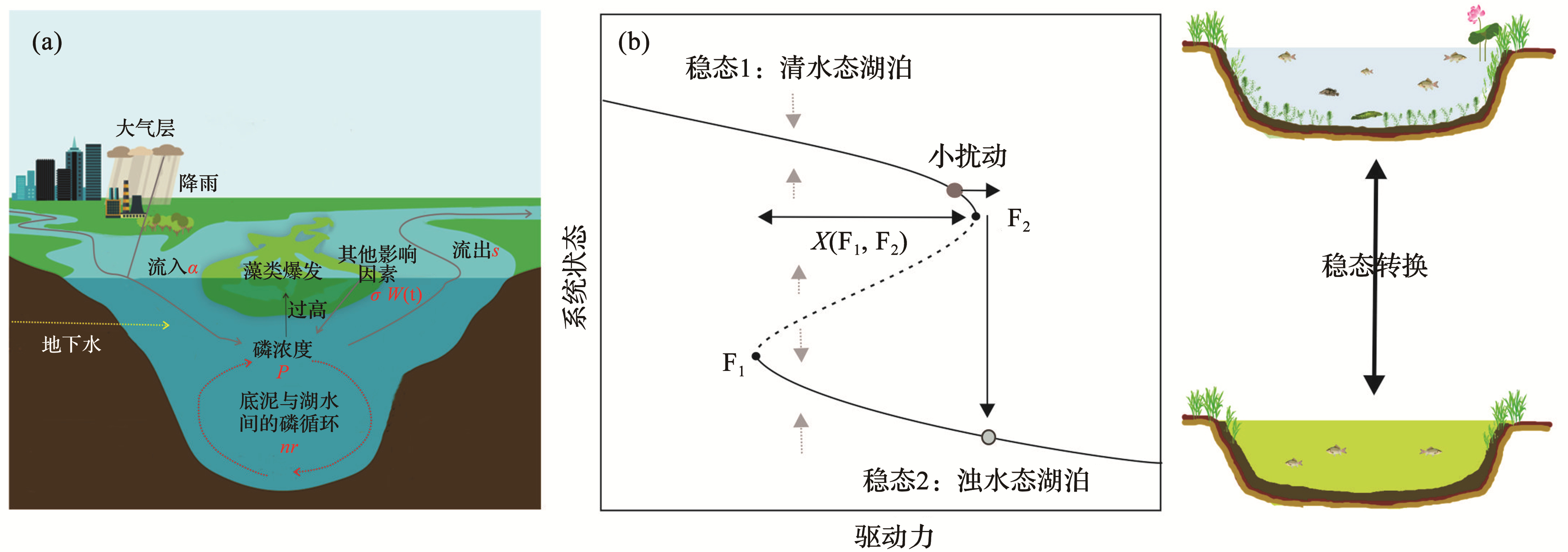 模型揭示的浅水湖泊稳态转换影响因素分析